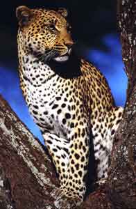 Wildlife12 leopard logo