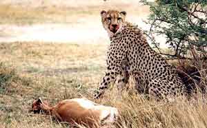 Wildlife4